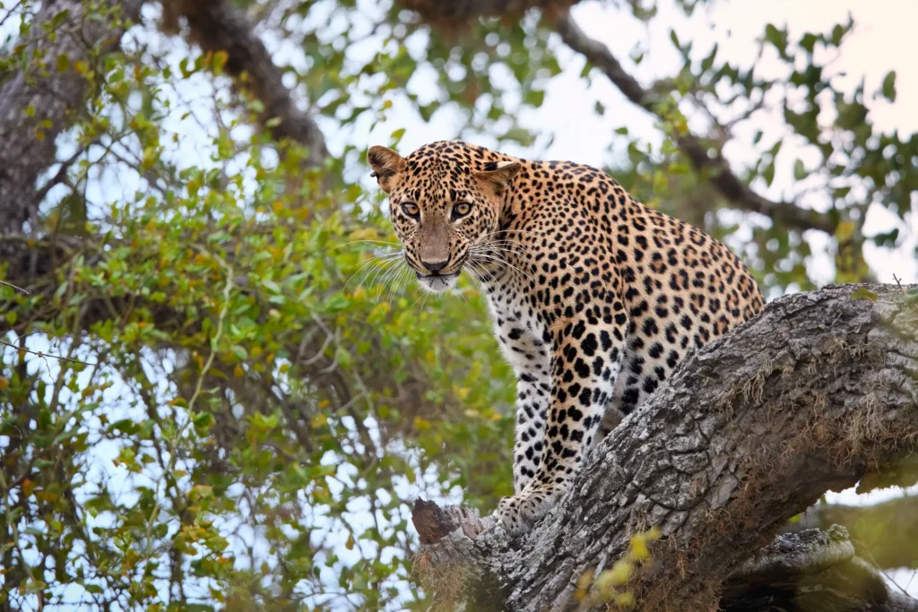 A leopard from yala national park in sri lanka