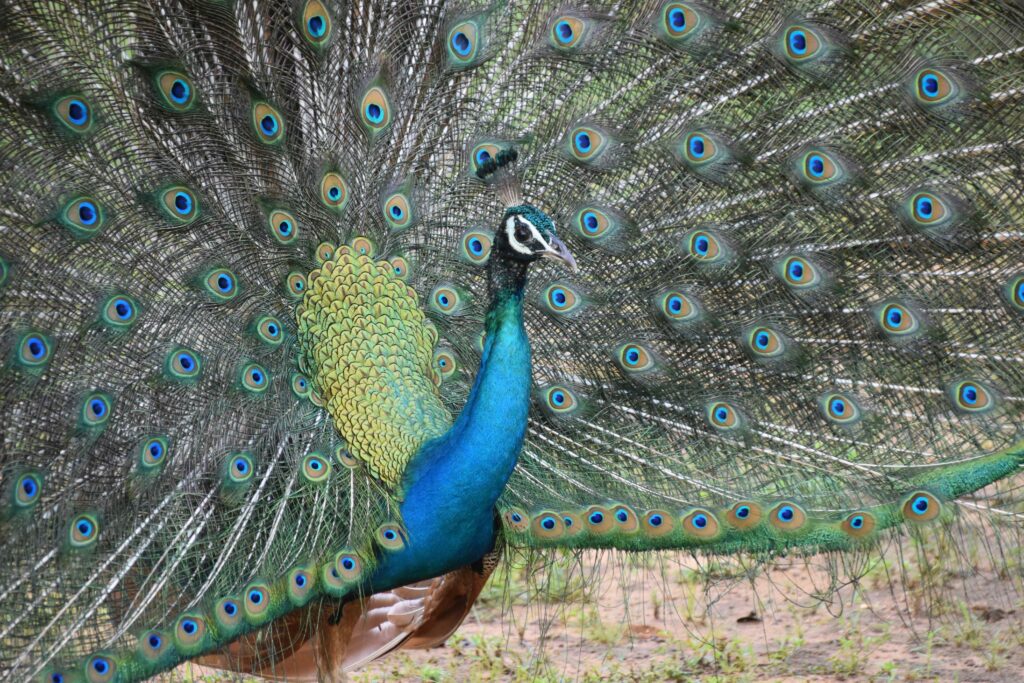 majestic peacock from yala national park sri lanka